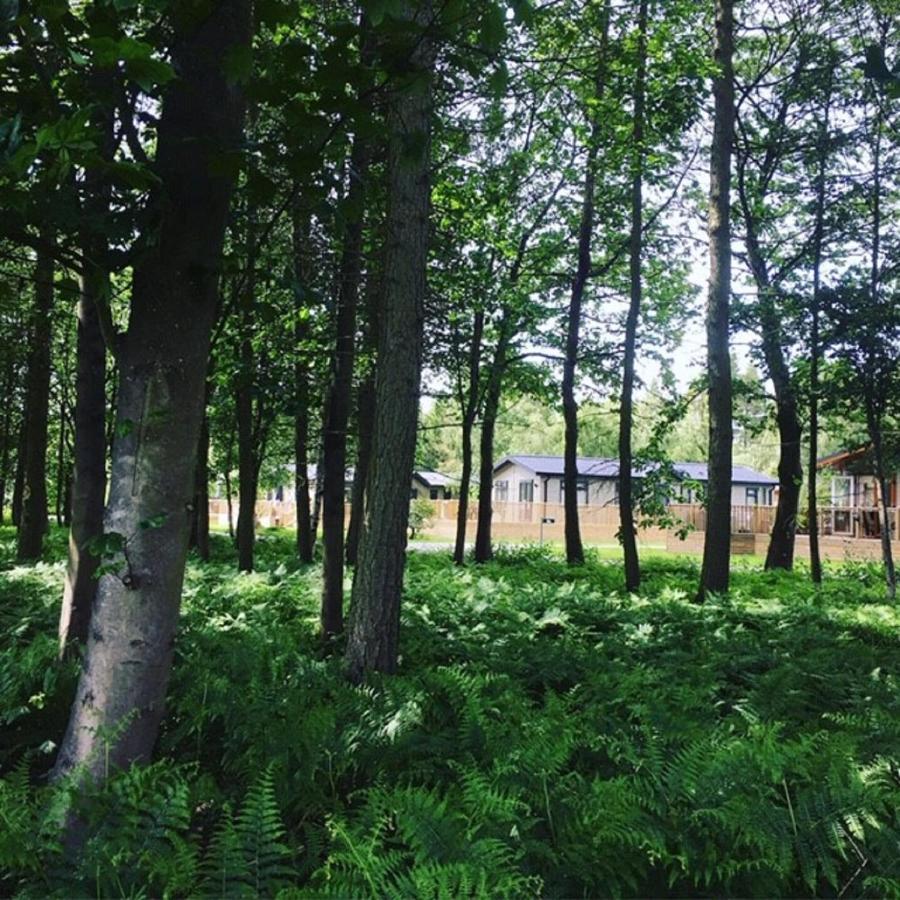 Hollicarrs - Stag Lodge Йорк Екстериор снимка